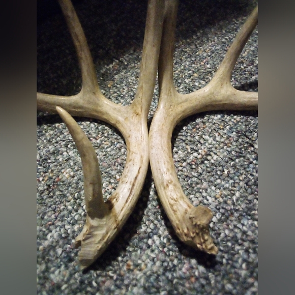 Set Of Whitetail Deer Antlers Naturally Shed - Picture 2 of 7